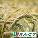 Triticale - RGT Omeac