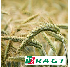 Triticale d'hiver - RGT Omeac