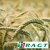 Triticale - RGT Omeac