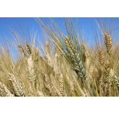 Winterdurum - Sambadur