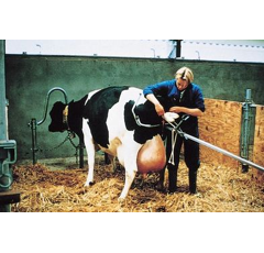 Vêleuse alternative race à viande - VINK