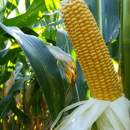 Saatmais - MASKARET (S220) MAS SEEDS