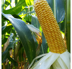 Saatmais - MASKARET (S220) MAS SEEDS