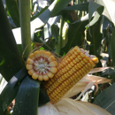 Saatmais - MAS 765.A (S370) MAS SEEDS