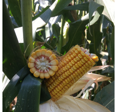 Saatmais - MAS 765.A (S370) MAS SEEDS