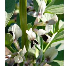 Féverole de printemps - Tiffany - BIO