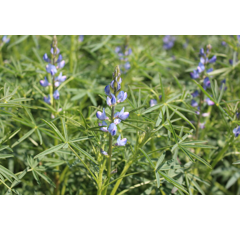 Lupin bleu doux - Azuro