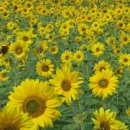 Sonnenblume - RGT AXELL M BIO