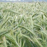 Triticale