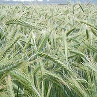 künstlicher zitronenbaum groß Künstlicher Zitronenbaum 40 cm – Easyplants Deutschland main image 1