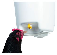 Abreuvoir poule / volaille suspendu à pipettes 12 L - CHICK'A
