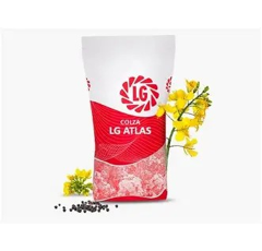 Colza oleaginosa híbrida - LG ATLAS