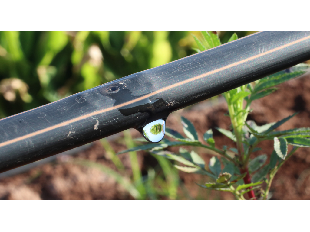 Ligne de goutteurs intégrés PC AS 16010 1,6 L/H NETAFIM