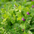 Vesce commune de printemps - DS Claudia - BIO