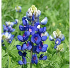 Blaue Süßlupine - BOREGINE