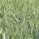 Winterroggen - Futterroggen - PROTECTOR