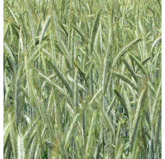 Winterroggen - Futterroggen - PROTECTOR