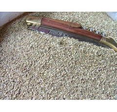 Switchgrass - Cave in Rock