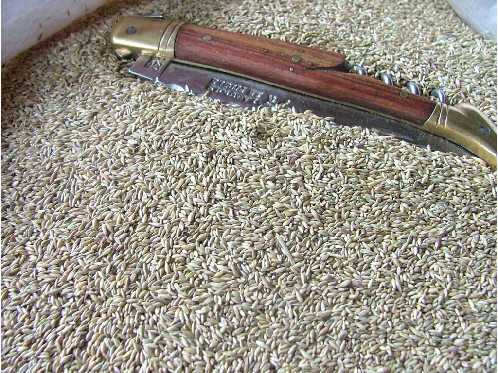 Switchgrass Cave in Rock