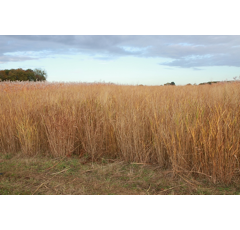 Switchgrass - Cave in Rock