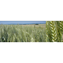 Blé tendre d'hiver - Artimus - BIO