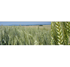 Blé tendre d'hiver - Artimus - BIO