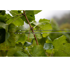 Fil de vigne Bezinal® Plus - Ø 2,0 mm - 2,5 mm