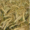 Triticale - Talavera - R1 y R2