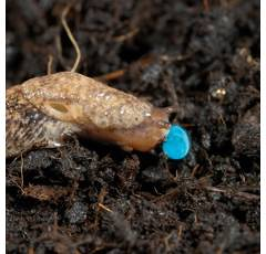 SLUXX HP | Appât Anti-limaces