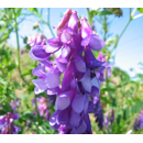 Winterwicke - MINNIE