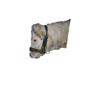 Licol de présentation réglable - HORIZONT