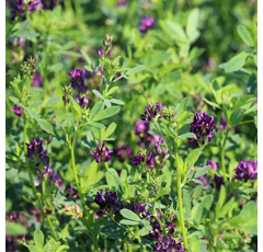 Luzerne flamande inoculée - Plato