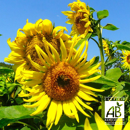 Tournesol fourrager - Peredovick - BIO