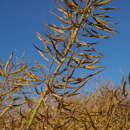 Simona | Hybrider Winterraps