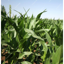 Saatmais - P8255 (S240 K240) PIONEER