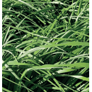 Brome stamineus - Baruzzo