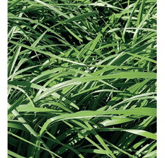 Brome stamineus - Baruzzo