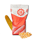 Saatmais - LG 32.257 (S230 K240) LIMAGRAIN