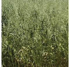 Avena blanca - Forridena