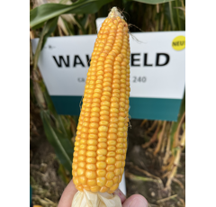 Saatmais - Wakefield (S260 K230) DSV