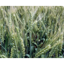 Trigo de invierno - RGT Marcopolo - Aristado