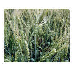 Trigo de invierno - RGT Marcopolo - Aristado