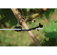 REMA - Rebstar schwarz - verschiedene Packungsgrößen