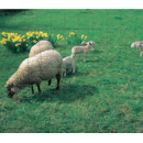 Grillage dico A 95-09.15 - 50 m