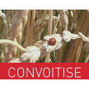 Dinkel - Convoitise