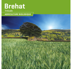 Triticale - Brehat - BIO