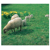 Grillage galva 148 cm - 18.15 - rouleau de 50m | MRT
