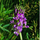 Luzerne flamande - Alba - BIO