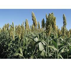 Sorghum - PIPER - Biomasse