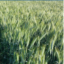 Triticale - Torcal - R1 y R2